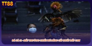 Đá Gà C1 - Đấu Trường Chiến Kê Đẳng Cấp Nhất Đất Cam