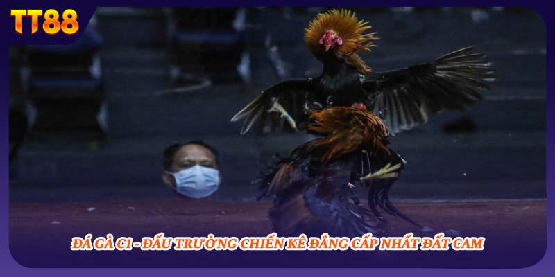 Đá Gà C1 - Đấu Trường Chiến Kê Đẳng Cấp Nhất Đất Cam