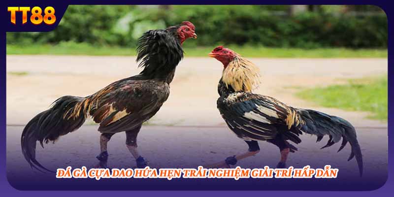 Đá Gà Cựa Dao TT88 - Tận Hưởng Tựa Game Kịch Tính