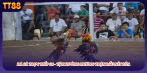 Đá Gà Trực Tiếp C4 - Tận Hưởng Những Trận Đấu Nảy Lửa