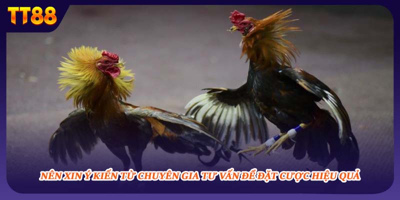 Nên xin ý kiến từ chuyên gia tư vấn để đặt cược hiệu quả