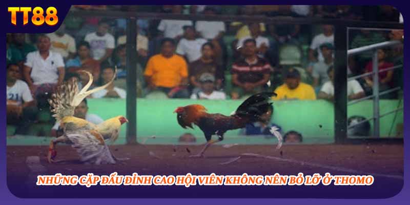 Những cặp đấu đỉnh cao hội viên không nên bỏ lỡ ở Thomo