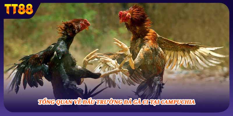 Tổng quan về đấu trường đá gà c1 tại campuchia