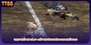 Trực Tiếp Đá Gà 67 - Đấu Trường Đỉnh Cao Nhất 2025