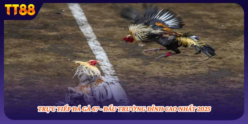 Trực Tiếp Đá Gà 67 - Đấu Trường Đỉnh Cao Nhất 2025